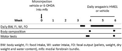 Multiple Beneficial Effects of Ghrelin Agonist, HM01 on Homeostasis Alterations in 6-Hydroxydopamine Model of Parkinson’s Disease in Male Rats